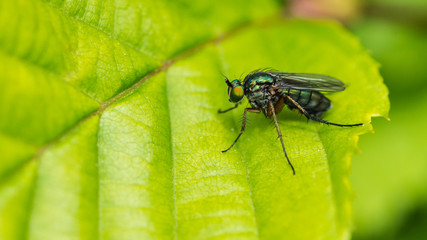 Naklejka premium Green Eyed Green Fly