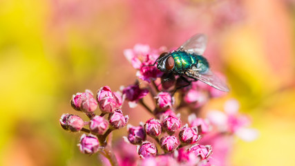 Greenbottle