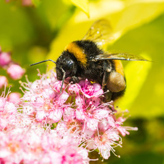 Pollen Collector