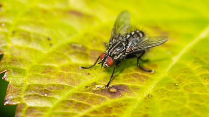 Warm Up Fly