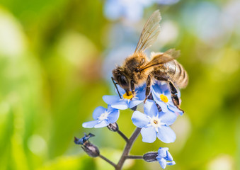 Honey Bee