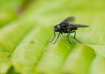 Dark Fly