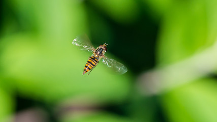 Hoverfly Hovering