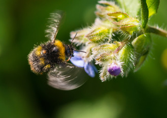 Buzzing Bumblebee