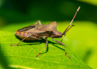 Dock Bug