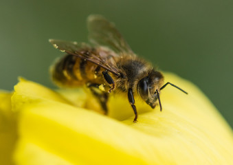 Evening Primrose Morning Visitor