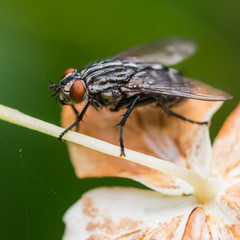 Flesh Fly Profile