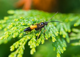 Ichneumon Wasp
