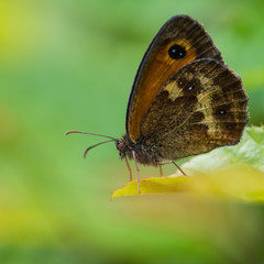 Gatekeeper Butterfly