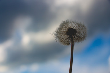 Dandelion against the blue sky