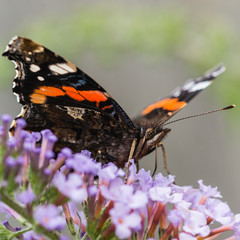 Red Admiral Refueling