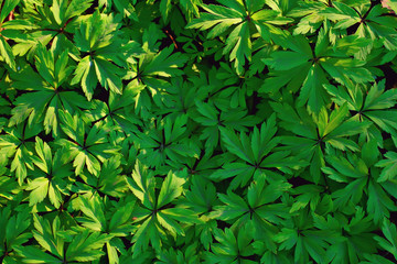 wild flowers top view background / abstract seasonal background, summer small flowers, nature spring, floral abstraction