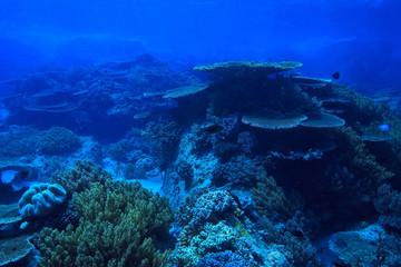 coral reef underwater / sea coral lagoon, ocean ecosystem