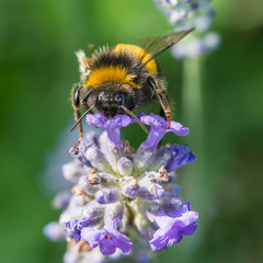 Lavender Lover