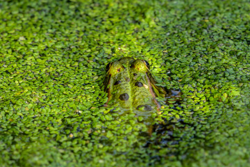 Frosch