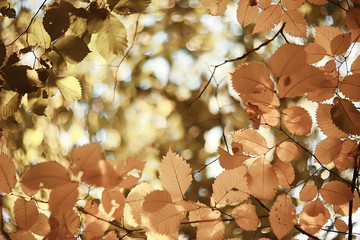 fall wet leaves background / autumn background, yellow leaves fallen from the trees, fall of the...