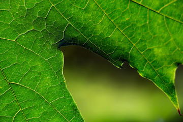 The texture of the maple leaves closeup against light