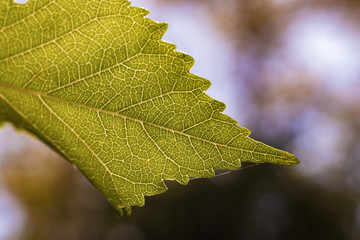 The texture of the leaves closeup against light