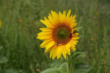 Sonnenblume - Helianthus annuus