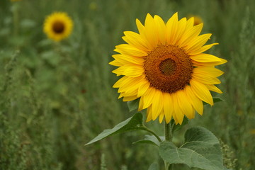 Obraz premium Sonnenblume - Helianthus annus