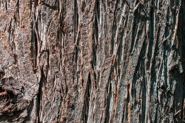 old tree bark