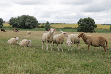 Fototapeta na wymiar Schafe auf der Weide