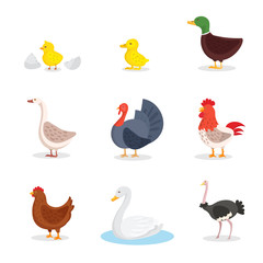 Wild birds and fowl flat illustrations set