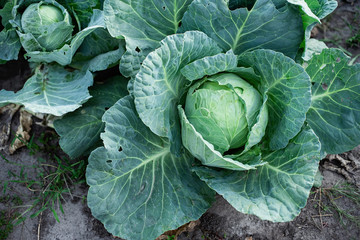 Close up of fresh cabbage in harvest field.