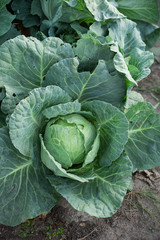 Close up of fresh cabbage in harvest field.
