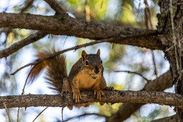 015-squirrel-ankeny-27aug19-12x08-400-3060