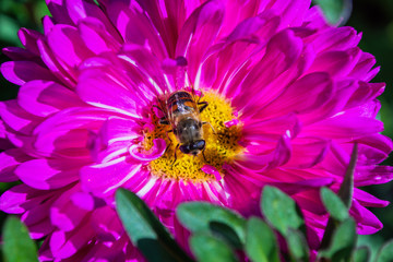 Bee on a purples Aster pollinates a flower in the garden.  Macro photography of flowers and insects.  Bee closeup. Soft focus.