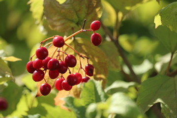 Red berries of viburnum on a bush in the  garden.