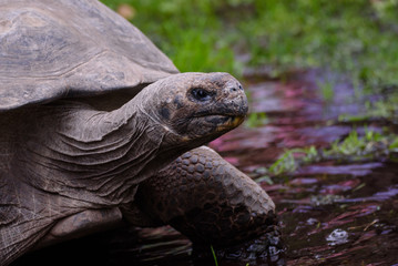 Obraz premium Portrait of tortoise, during 19th annual Galápagos Tortoises weighing event at Riga Zoo.