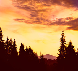 Incredibly beautiful sunrise in the mountains. Coniferous trees in the fog and the rays of the sun through the foggy forest.