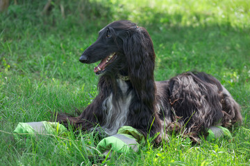 Cute afghan hound is lying on a green meadow. Eastern greyhound or persian greyhound. Pet animals.