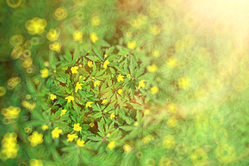Obraz na płótnie Canvas buttercups flowers background / abstract background seasonal, spring, summer, nature flower, yellow wild flowers