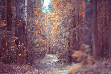 autumn forest north / landscape in the autumn forest, northern, nature view in the fall season