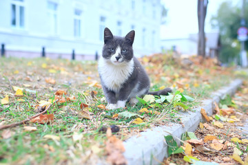 street cat / lonely cat sitting outside, pet, stray