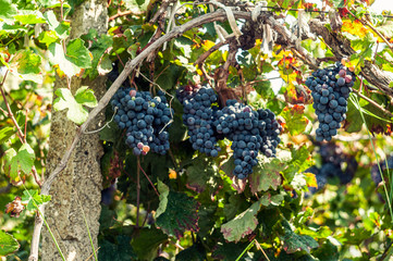 Blue grape Winegrapes brucn in the garden
