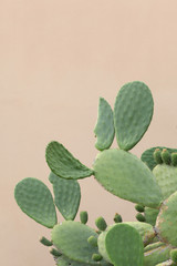 close up on a big prickly pear plant  with copy space for your text