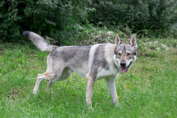 Naklejka na ściany i meble Cute czechoslovak wolfdog is standing on a green meadow. Pet animals.