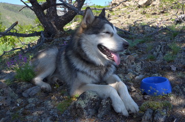 portrait of an alaskan malamute