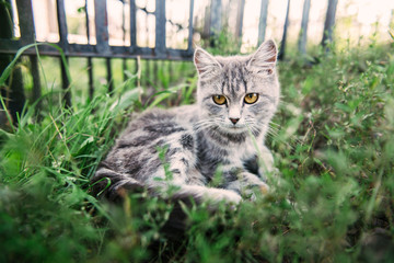 Naklejka na ściany i meble A cat with beautiful yellow eyes sits in the grass