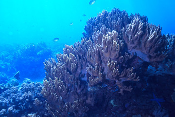 Naklejka na ściany i meble underwater world / blue sea wilderness, world ocean, amazing underwater
