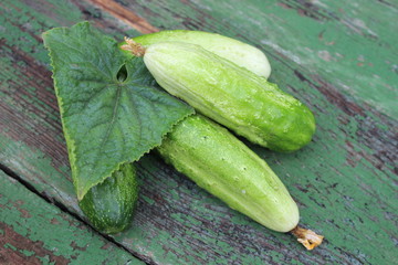 Organic green cucumbers on the background of boards