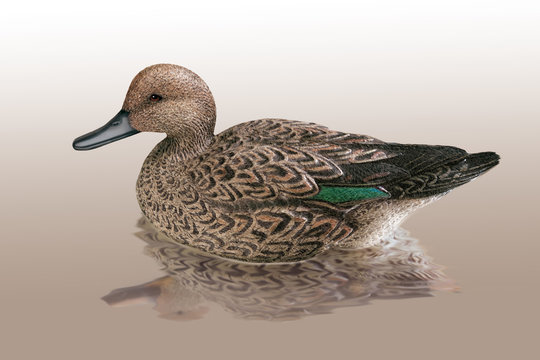 canard pilet, femelle,  pintait drake, eau, nature, faune, animal, lac, chasse, hunting, anas platyrhynchos, canard, &eacute;tang, sauvage, oiseau, bec, nage, oiseau aquatique, nager, brun, empennage, fleuve