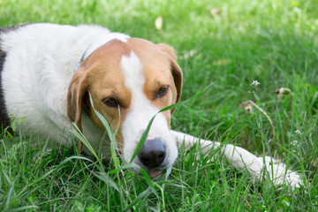 Russian hound is lying on a green green in the park close up. Pet animals.