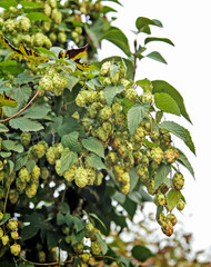 Fototapeta na wymiar ripe hops in the fall. Hops are the main ingredient in beer.