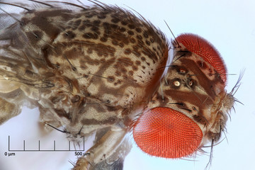 Drosophila, Fruit Fly