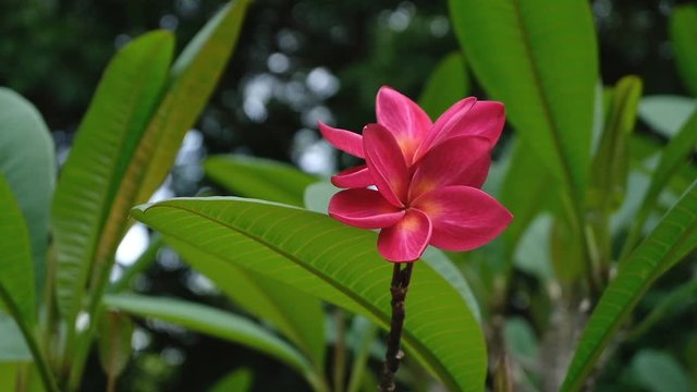 Red plumeria flowers with background green foliage. Slow motion